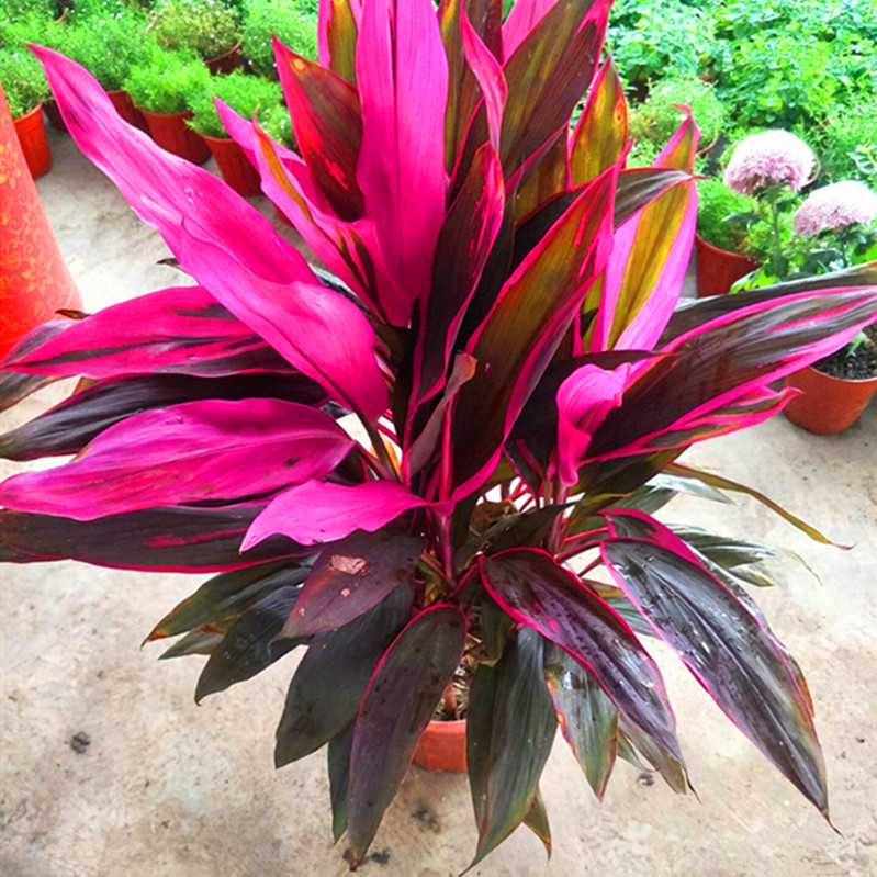 红叶朱蕉大型盆栽绿植室内室外庭院四季好养绿植