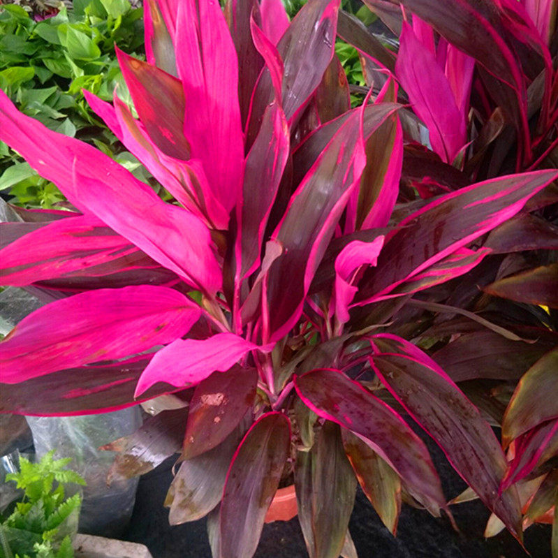 红叶朱蕉大型盆栽绿植室内室外庭院四季好养绿植