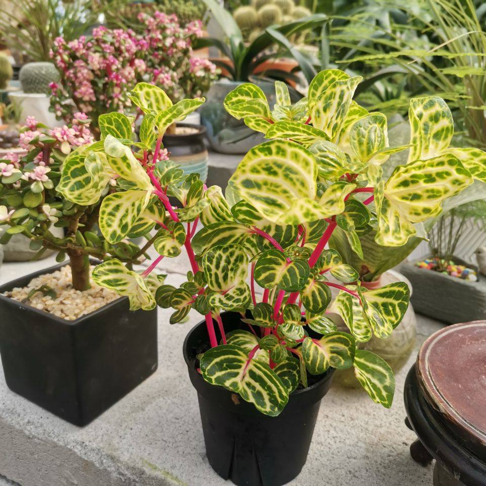 锦叶血苋钱多多荷兰进口盆栽冰雪奇缘桌面阳台绿植