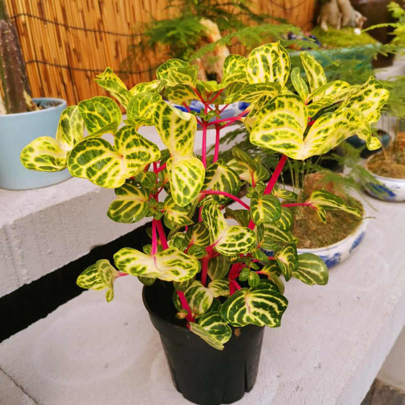 锦叶血苋钱多多荷兰进口盆栽冰雪奇缘桌面阳台绿植