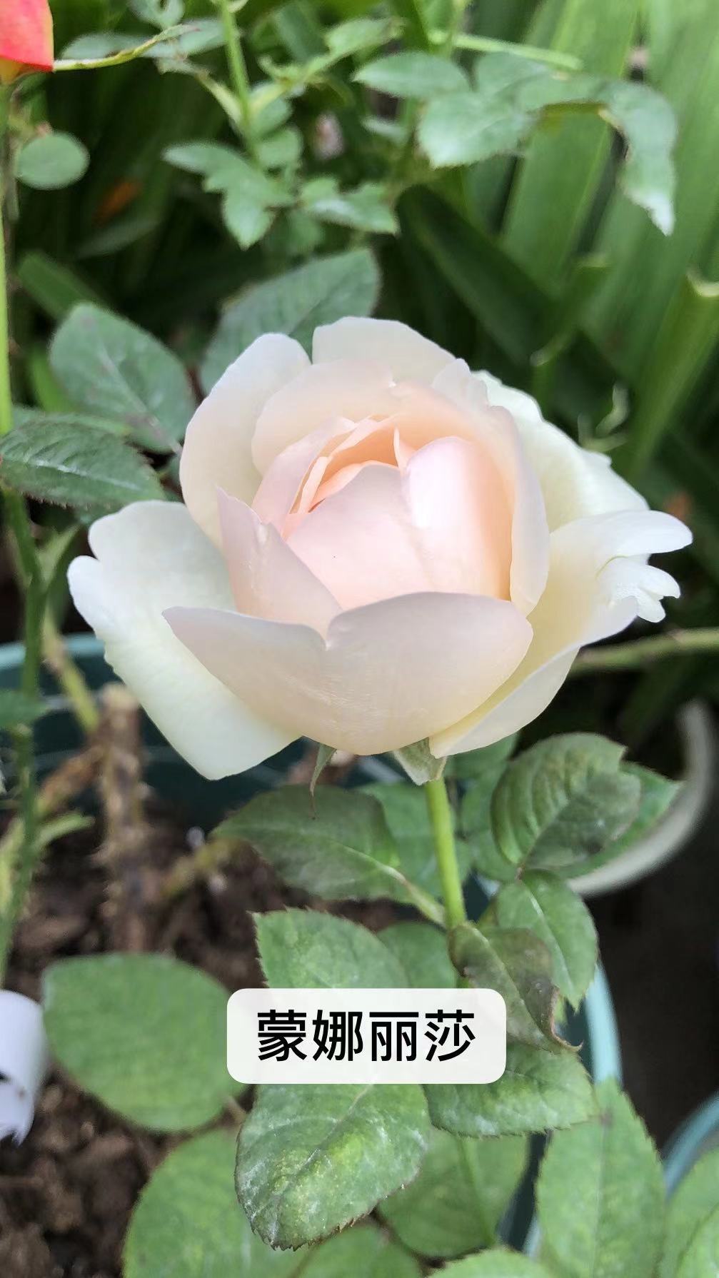 盆栽花卉浓香灌木粉色南国龙粉色似粉花型蒙娜丽莎时令草本花卉