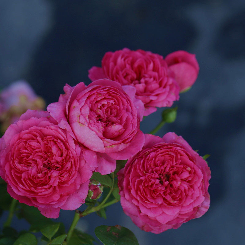 花园南国蔻丹灌木抗病耐热月季月季花花苗庭院时令草本花卉