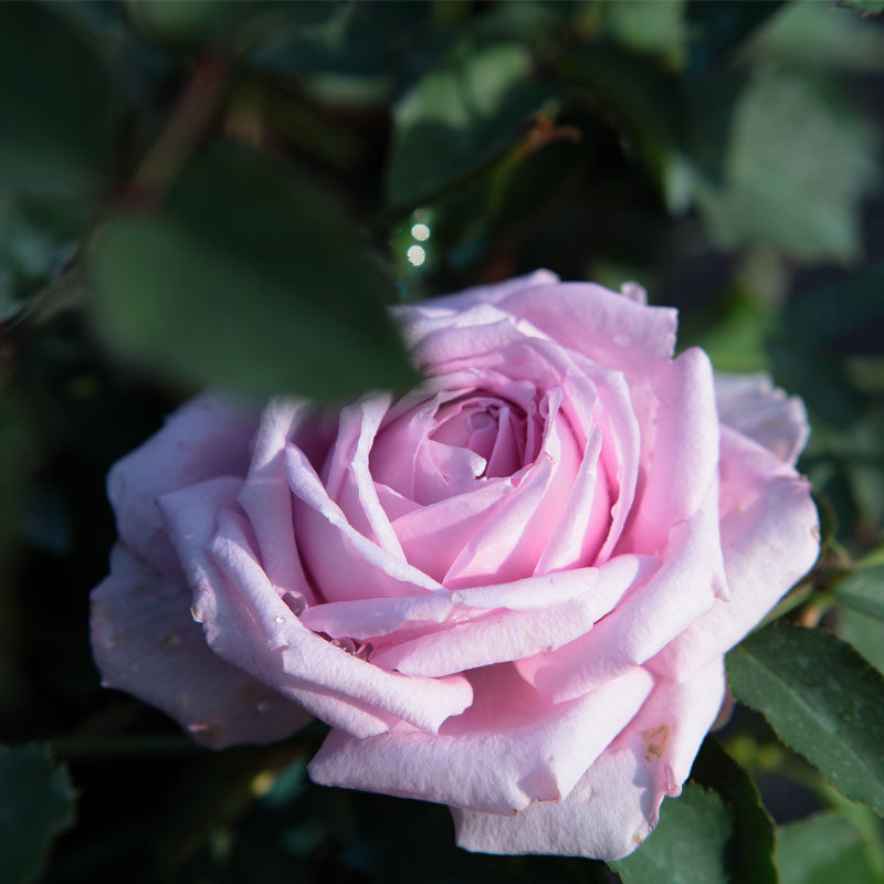 月季金牛绸缎灌木芳香阳台庭院种植花卉花卉