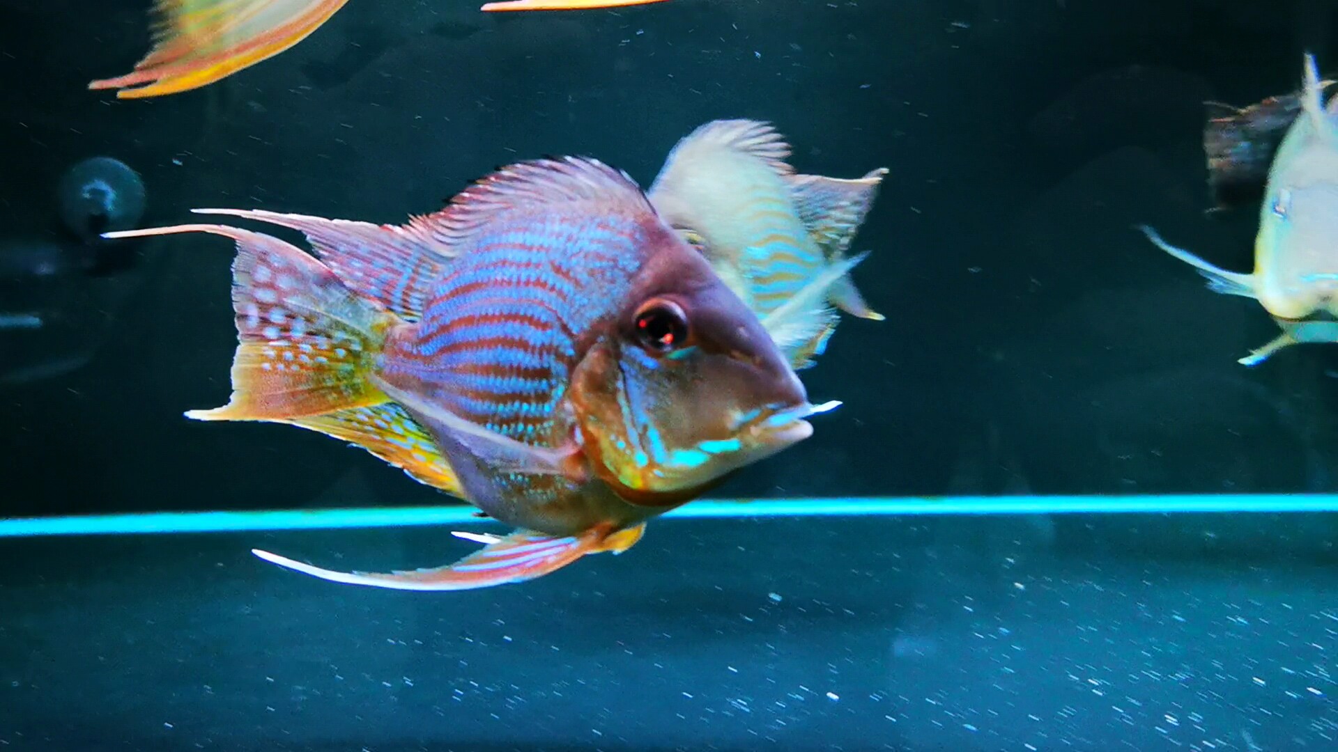 元宝凤凰活体刀鱼红龙龙鱼混养鱼龙配鱼金龙鱼鱼