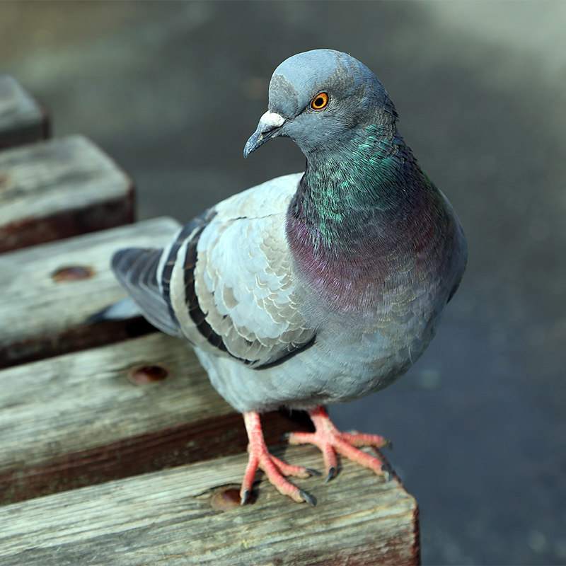 新鲜乳鸽密云农家散养鸽子孕妇辅食老鸽生鲜乳鸽