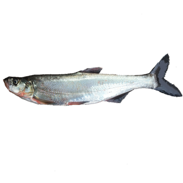 翘嘴大型翘壳正宗米翘翘嘴巴路亚红鲌大白刁白鱼