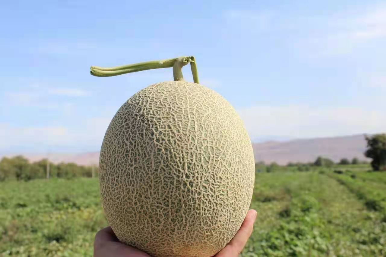 新疆哈密瓜新鲜水果西州晓蜜25号香甜网纹应季哈密瓜