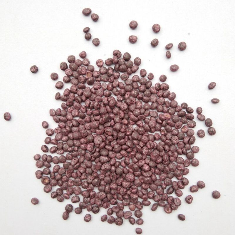 芦笋进口种子耐热抗寒阳台盆栽庭院种植蔬菜水果多肉植物