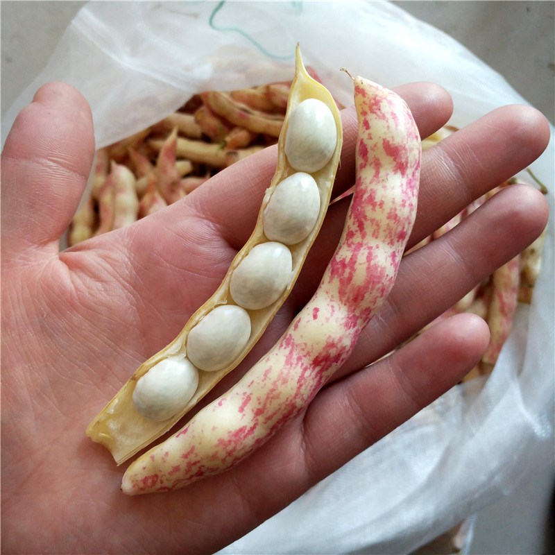 豆角种子东北黄金勾油沟挤八月种籽四季蔬菜花卉