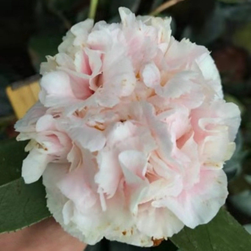 夏威夷名贵稀有大型粉色色带锯齿进口茶花室内外时令草本花卉