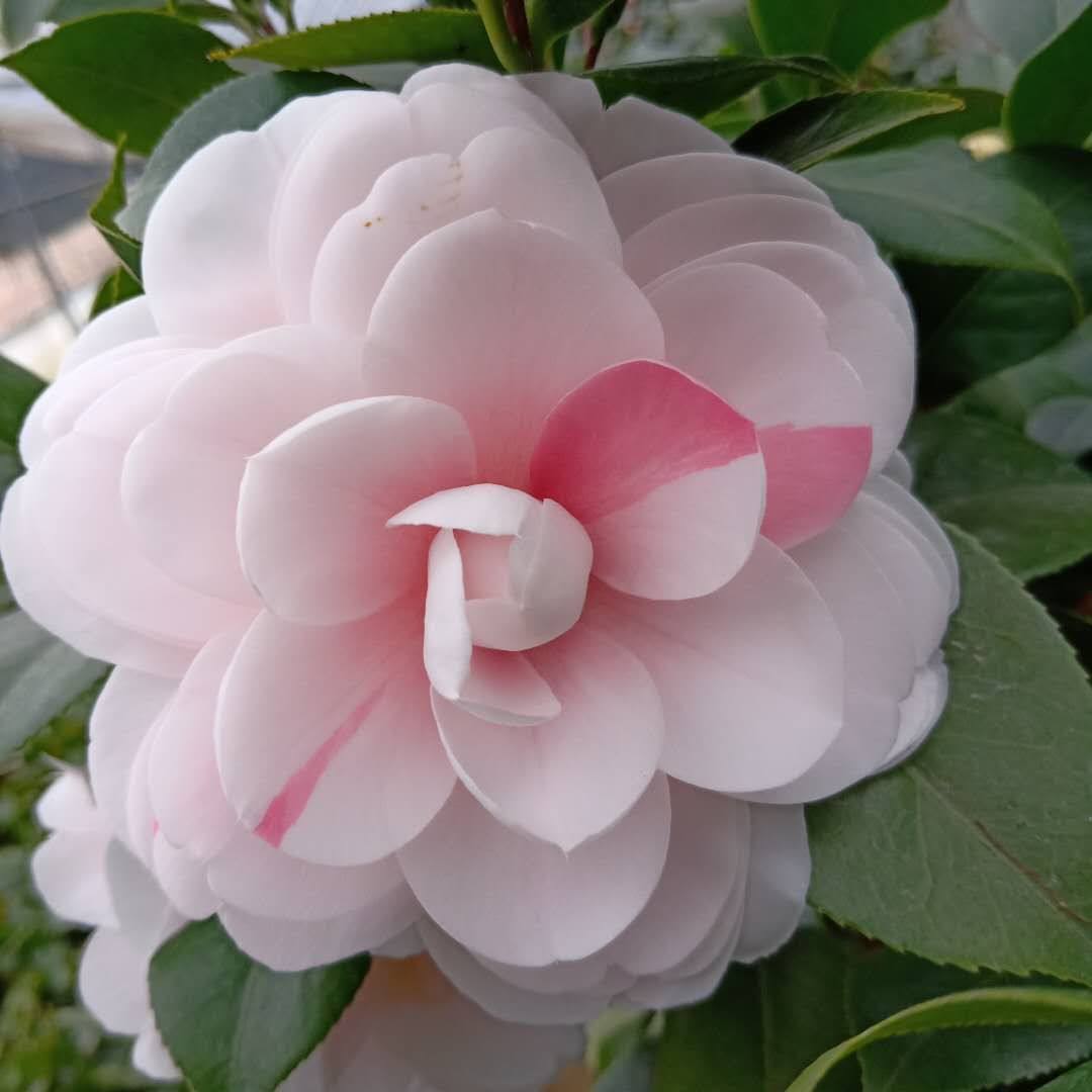 乔伊进口珍惜名贵龙岩种多色茶花室内外庭院种植花卉