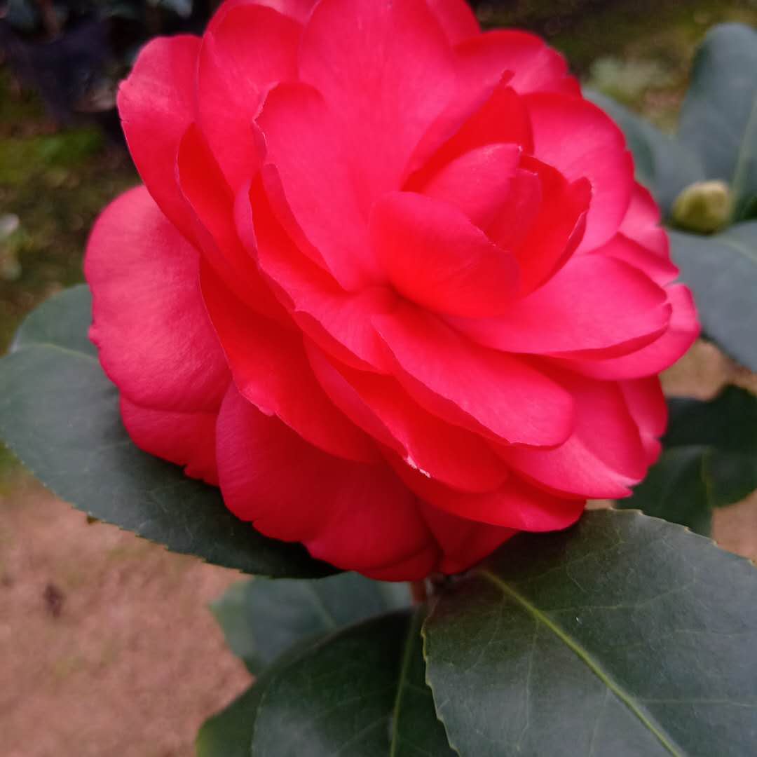 荷尔珍惜名贵龙岩品种红色茶花室内外庭院种植时令草本花卉