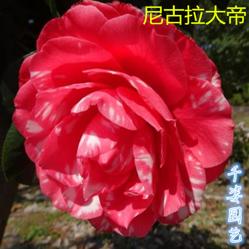 尼古拉大帝尼柯柯尔进口名贵稀有有龙岩种茶花时令草本花卉