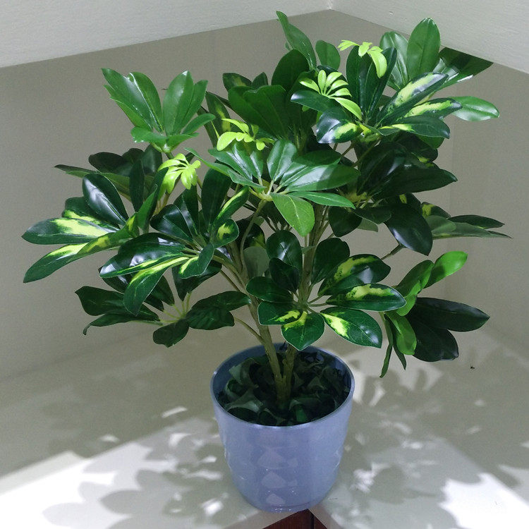 仿真植物绿植鸭脚木盆景单枝绿色花艺背景墙客厅仿真绿植