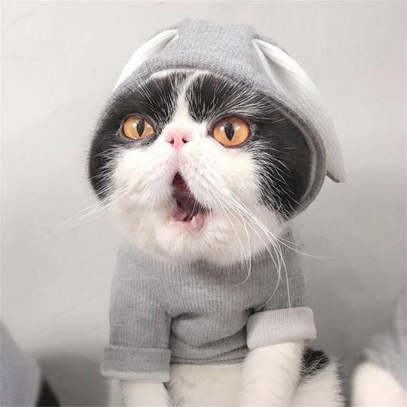 衣服小猫猫咪秋冬休闲潮流奶猫可爱泰迪泰迪狗狗宠物服装