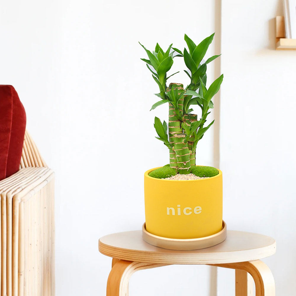 室内绿植盆栽办公办公室桌面小盆富贵竹好养甲醛绿植