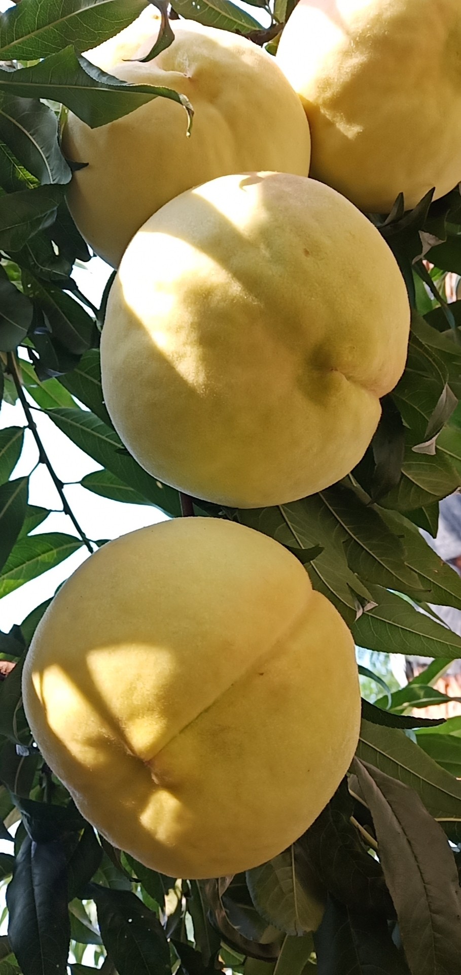 【顺丰现摘】4只1斤以上山东正宗肥城肥桃超大新鲜脆甜中华寿桃子