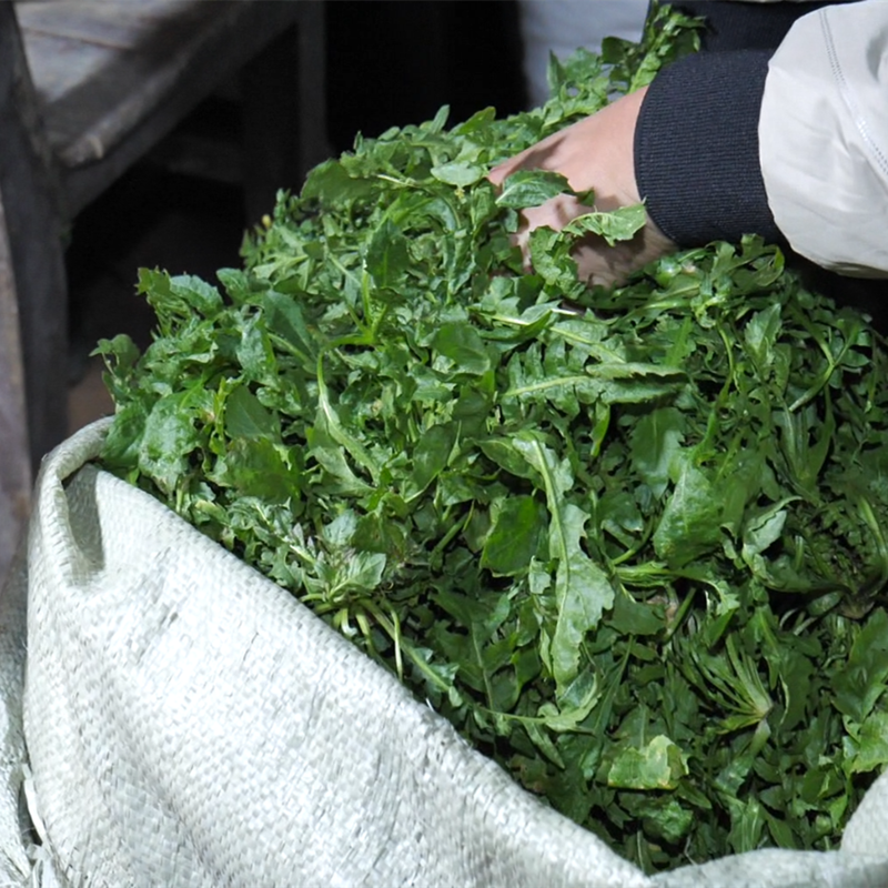 野生荠菜秦岭速冻冷冻新鲜陕西整棵饺子馄饨冷冻蔬菜