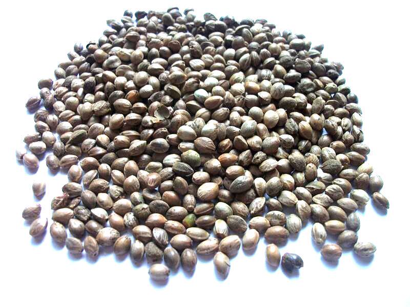 小粒麻子火麻仁麻籽3.5mm鹦鹉鸟粮鸟食饲料拍一件=5斤包邮