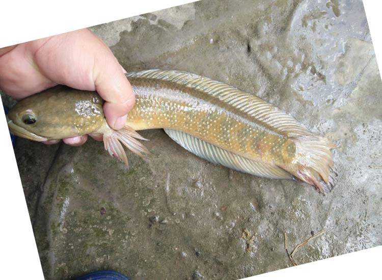 中国野生七星鱼山花鱼月鳢白点珍珠雷龙鱼姑呆鱼观赏活体淡水鱼