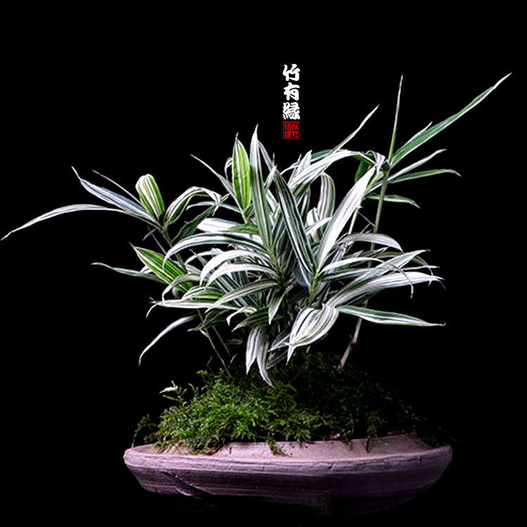 盆栽菲白竹熊猫竹绿植室内茶几办公办公桌桌上绿植