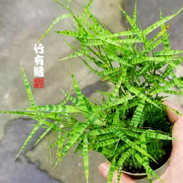 虎斑风竹室内绿植迷你竹子苗竹盆栽景竹桌上绿植