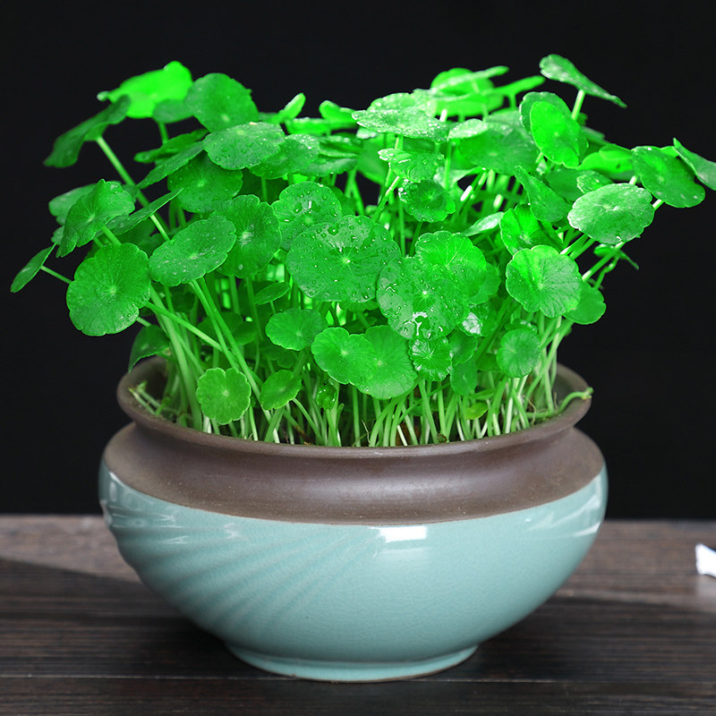 铜钱草水培植植物办公桌盆栽草籽室内净化空气水养绿植