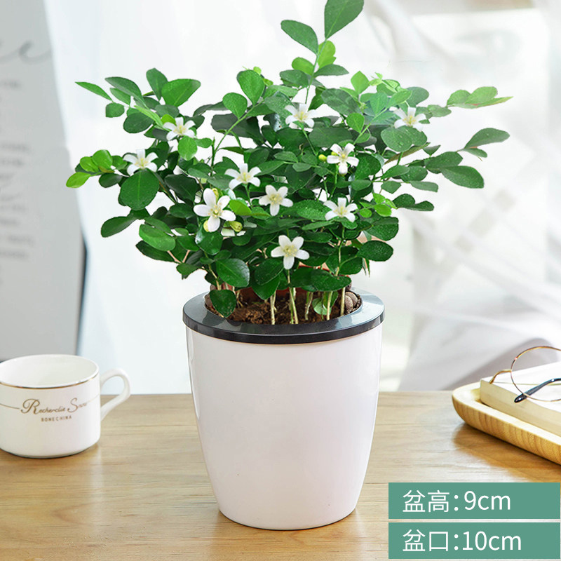 九里香盆栽室内植物树苗花苞浓香四季好养花卉花卉