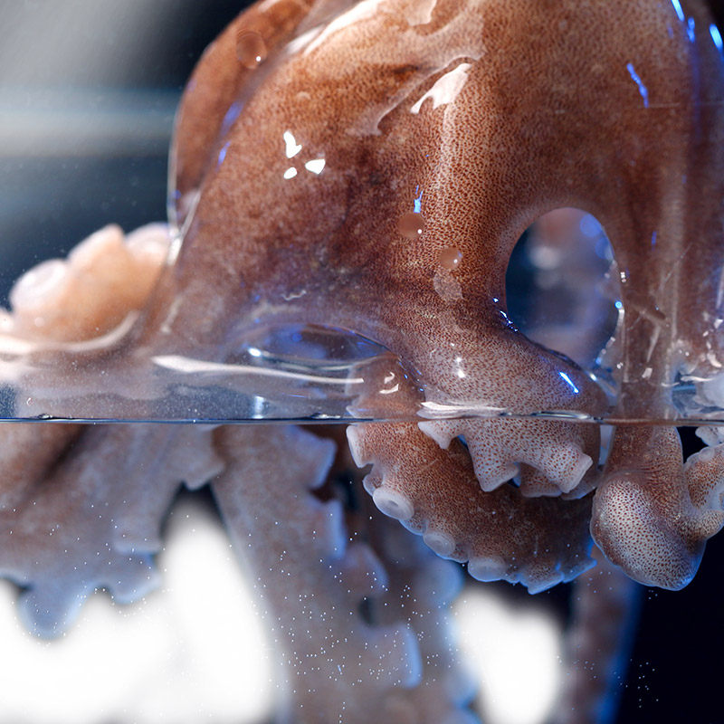 味库活发冰鲜八爪鱼网红大爆头新鲜章鱼海鲜冷冻章鱼