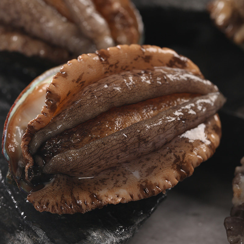 味库鲜活鲍鱼新鲜海鲜水产贝壳810头鲍鱼