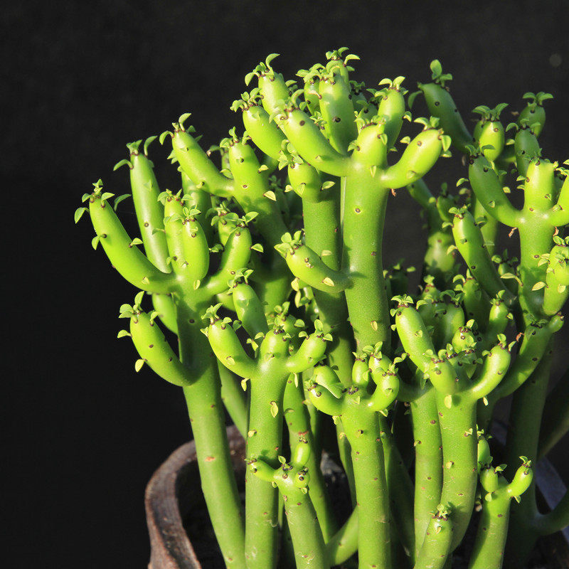 多肉植物新款光棍珊瑚超萌多肉植物