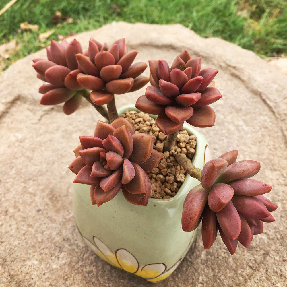 姬胧月多肉植物批发新手嘟嘟套餐组合盆栽稀有多肉植物