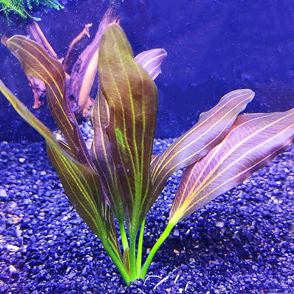 青旦红旦花旦紫爵皇冠活体水草鱼缸造景沉木水草