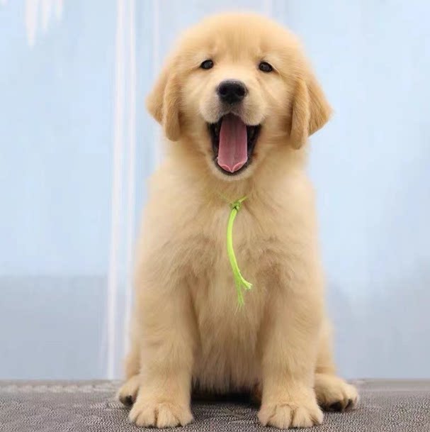 金毛幼犬纯种活体家养血统小狗导盲拉布拉多宠物狗宠物训练