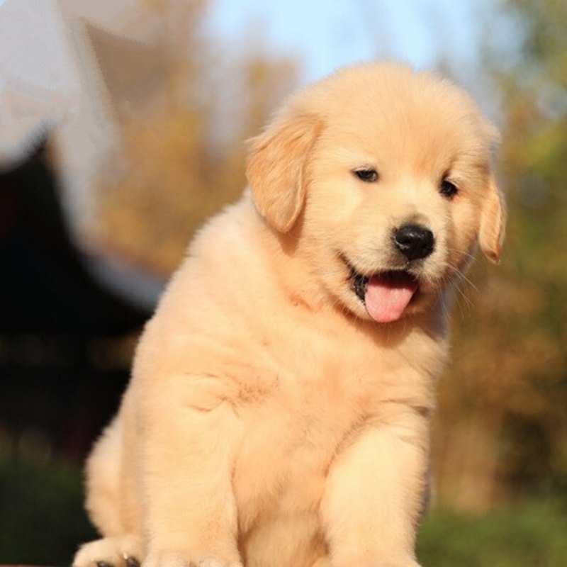 金毛幼犬活体纯种导盲拉布拉多家养小狗宠物宠物狗狗狗