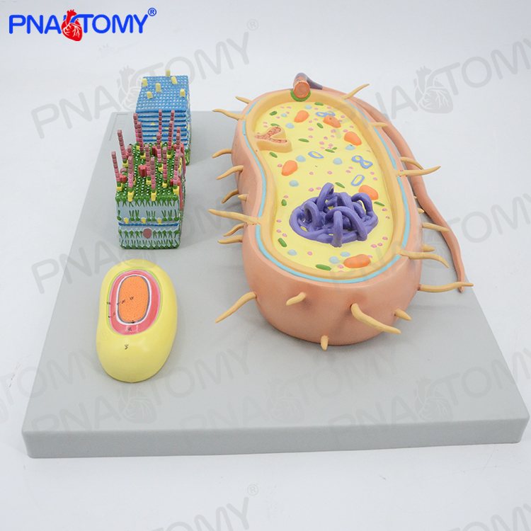 微生物细菌放大大模型三分病毒显微微结构细胞标本其他模型玩具
