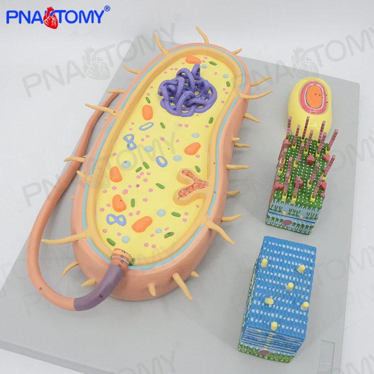 微生物细菌放大大模型三分病毒显微微结构细胞标本其他模型玩具