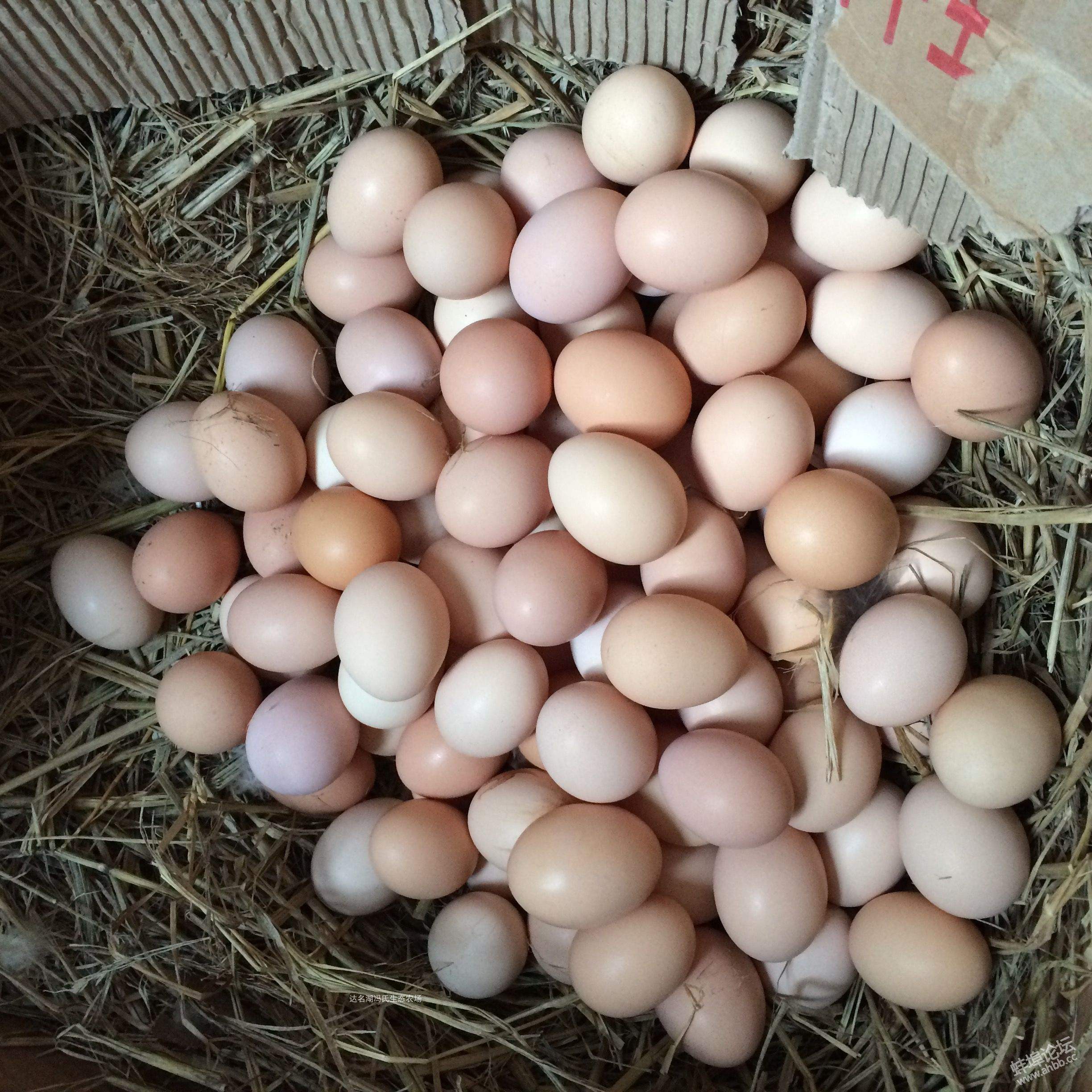 土鸡蛋白正宗大山农家散养老人儿童营养品30枚鸡蛋