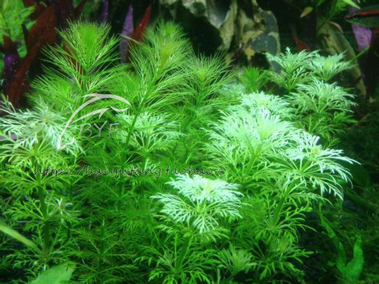 水族箱鱼缸造景小宝塔草1杯水中叶鱼缸中前景造景水草