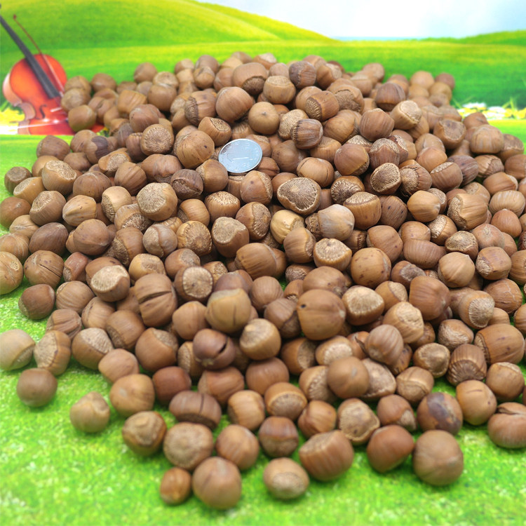 大榛子19年新货大兴安岭一级熟榛子野生手选坚果东北特产生榛子