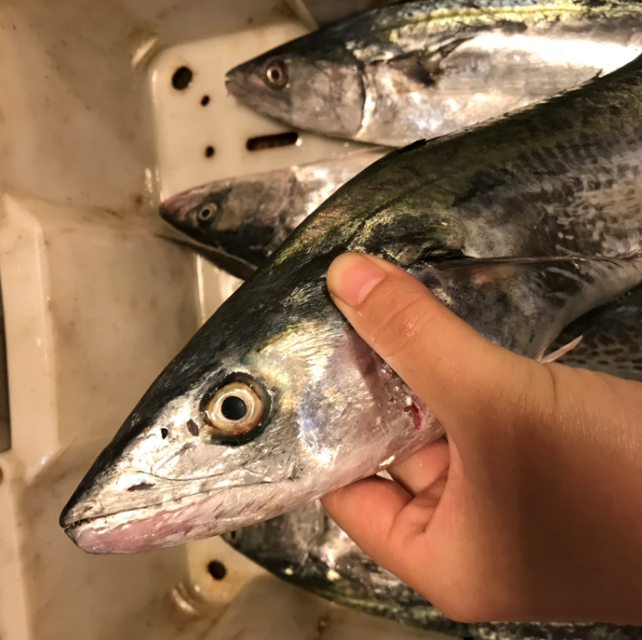 网潮舟山东海海内港野生新鲜马鲛鱼一条13斤上下其它