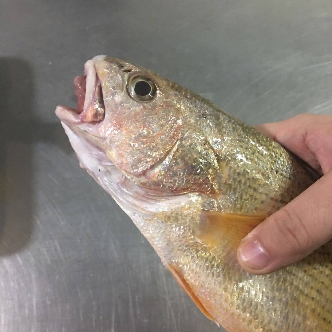 网潮舟山新鲜海钓黄婆鸡网捕黄三鱼三鱼黄姑鱼一条其它