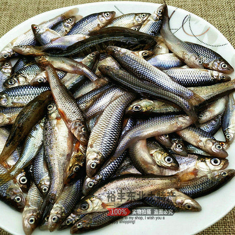 正宗东北河鱼小杂麦穗老头冷水鱼鲜活速冻1斤淡水鱼类