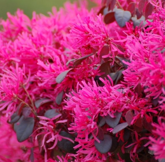 盆景红继盆栽红花花积木棘木云台骨架书房空气净化绿植