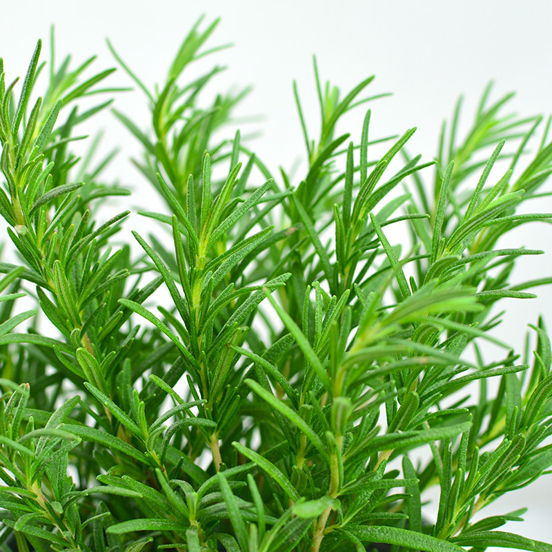 驱蚊北叶迷迭香盆栽室内阳台植物西餐香料提神绿植