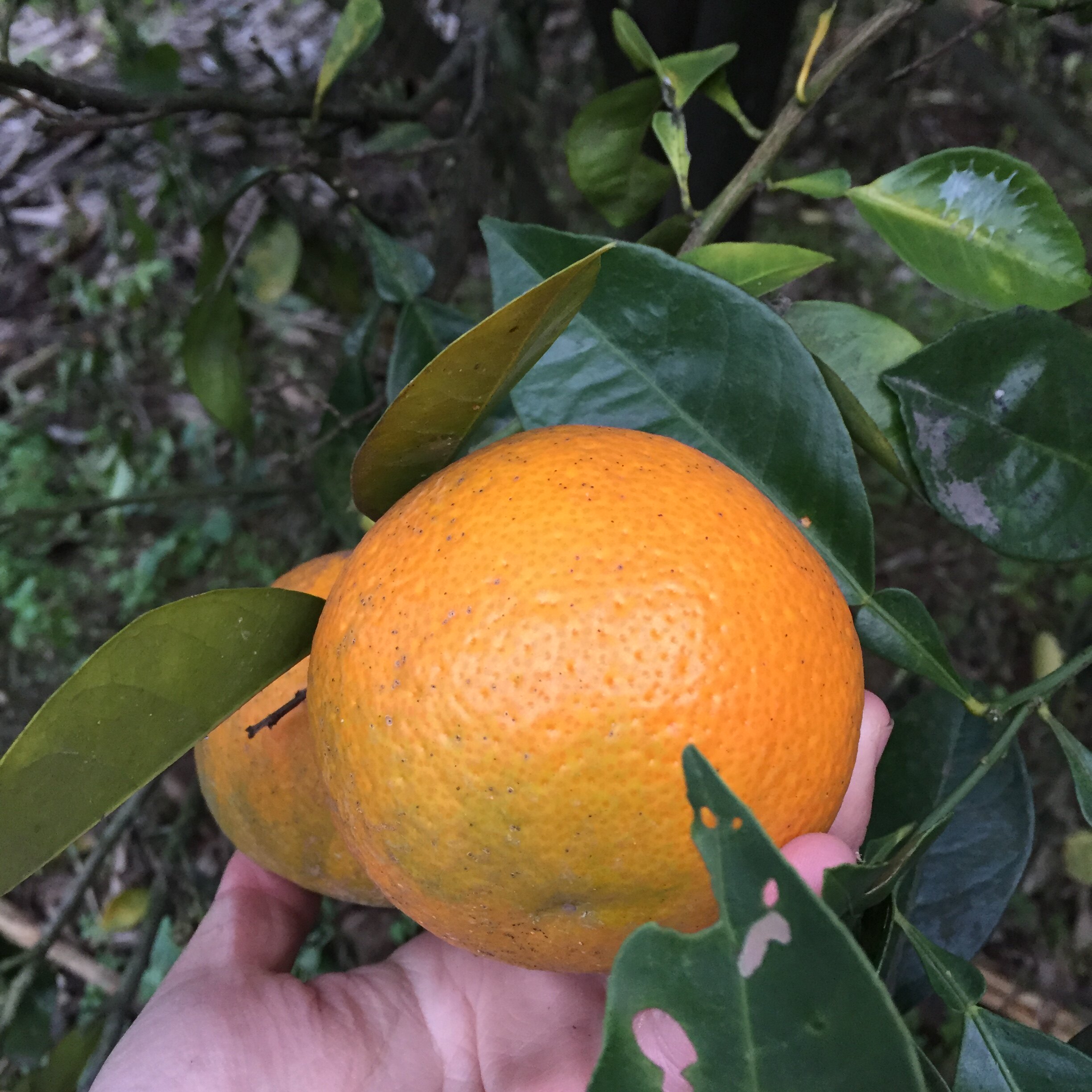 新鲜采摘玳玳回青青果苦橙代代现摘现发枳实佛手果