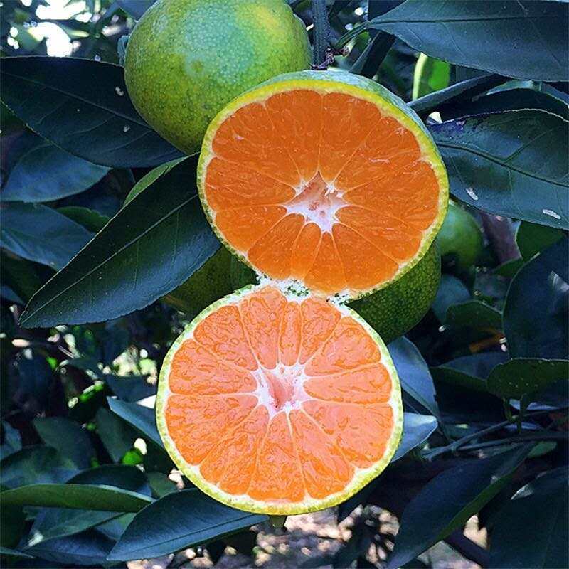 青皮桔子早熟宜昌蜜桔5斤大果新鲜超甜当季桔子