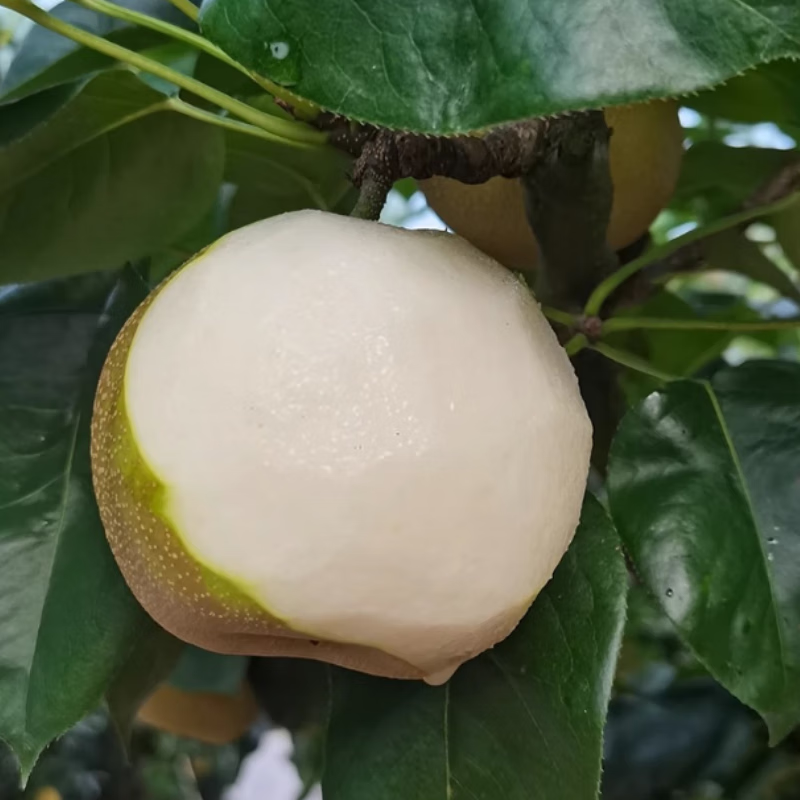 树山正宗苏州翠冠梨树梨脆冠梨梨子新鲜水果梨