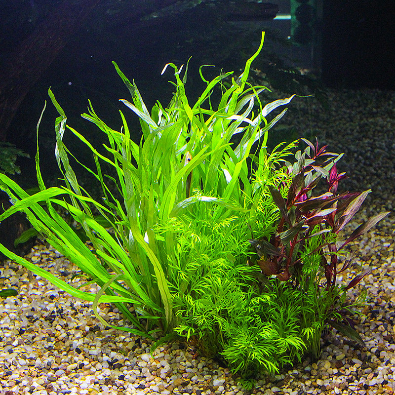 懒人活体水草草绿菊花宫廷鱼缸青竹珍珠草红水草