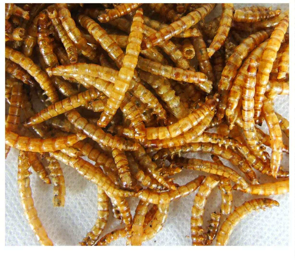 粮食桶装食鱼鸟食黄粉虫刺猬饲料仓鼠包虫面包饲料